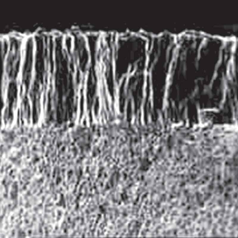 Standard single-layer diamond coating cross-section under electron microscope